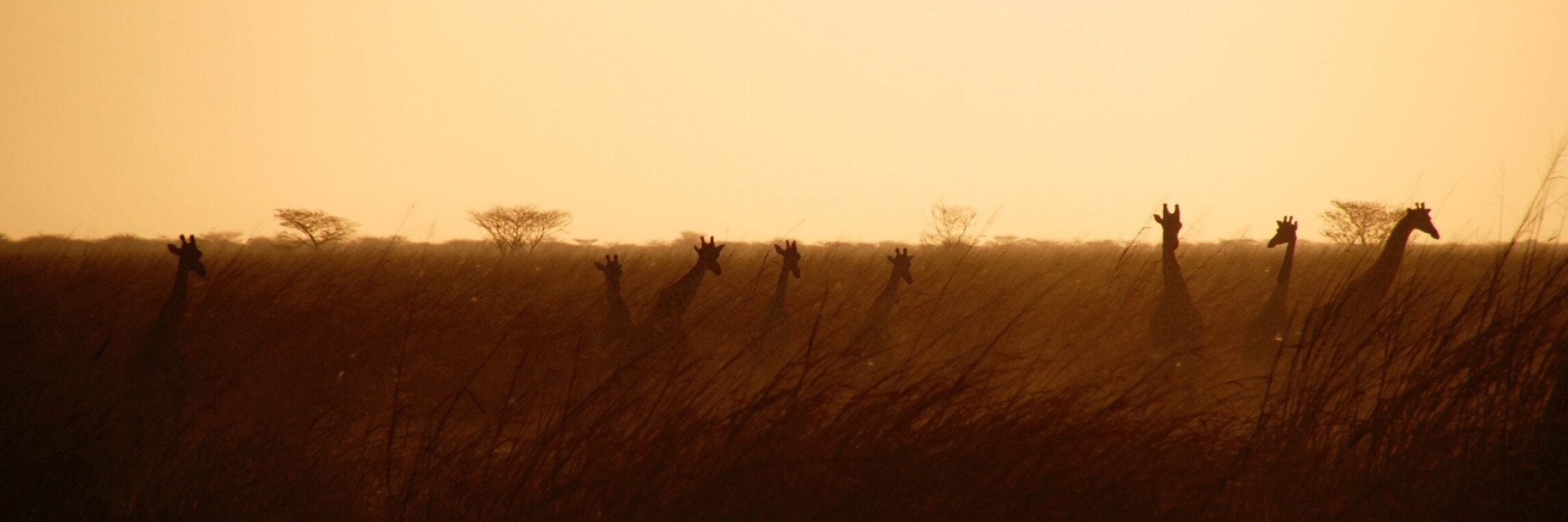 Africa