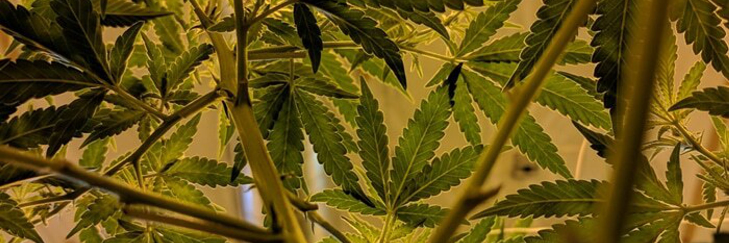 Cannabis