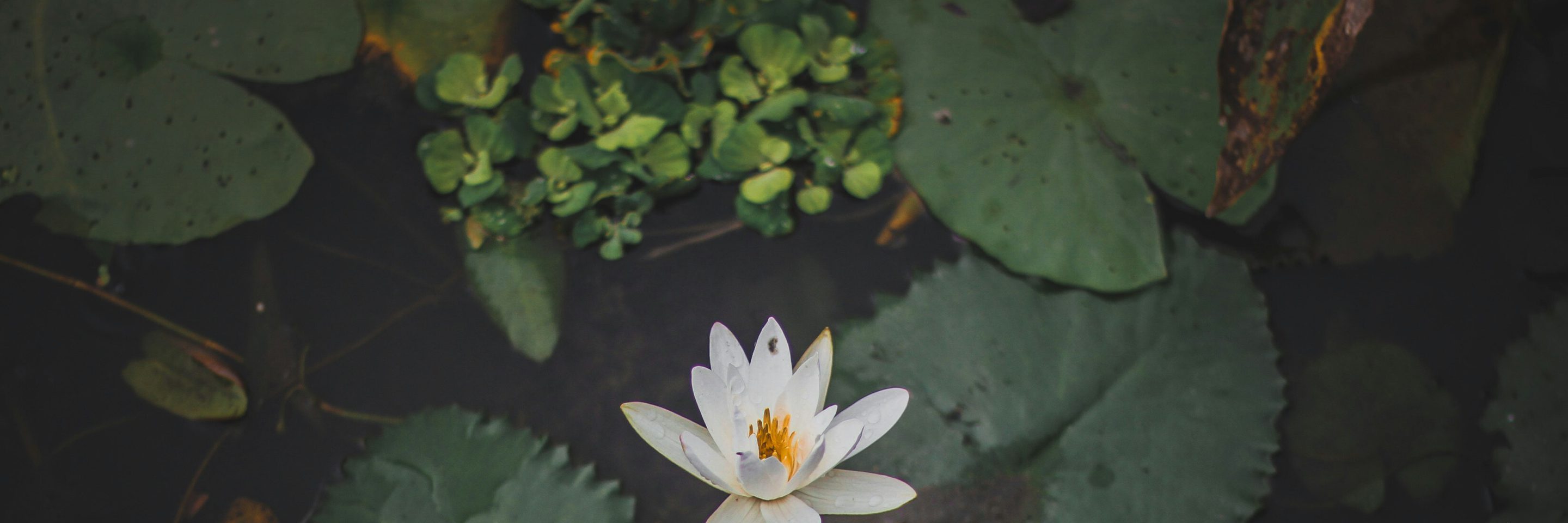 Md mehedi hasan WI Cc a T Nt8 unsplash