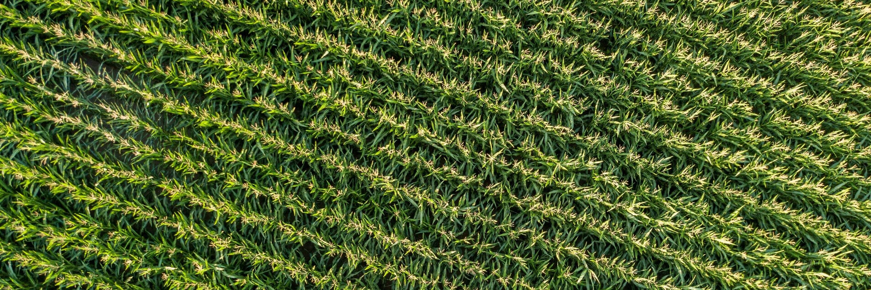 Farm Series (words (can delete in 2030))