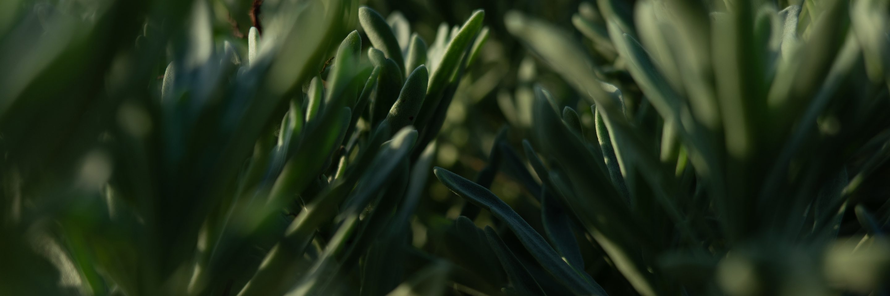 2024 Tax rates Adobe Stock 339761502