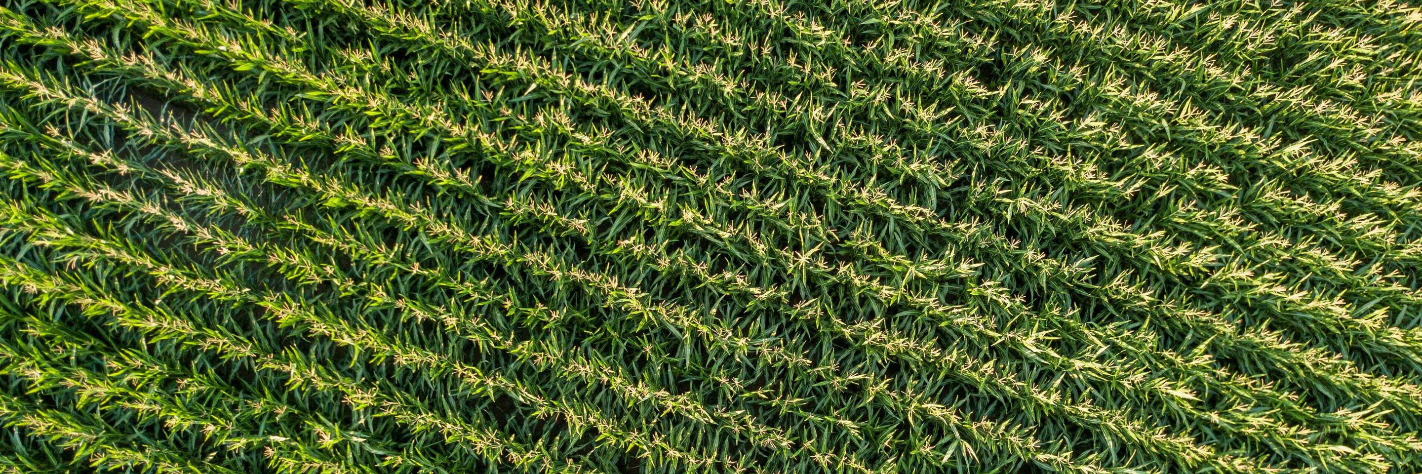 Farm Series ( use going forward)