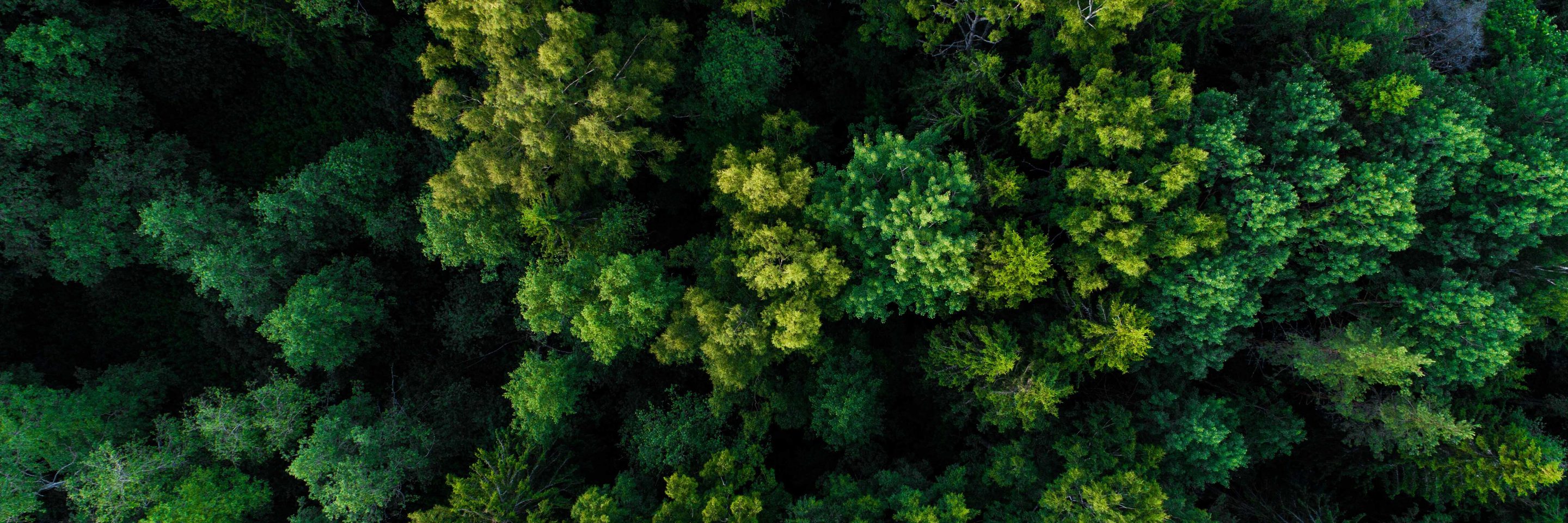 Lawyers Alert-Collins Barrow (words)