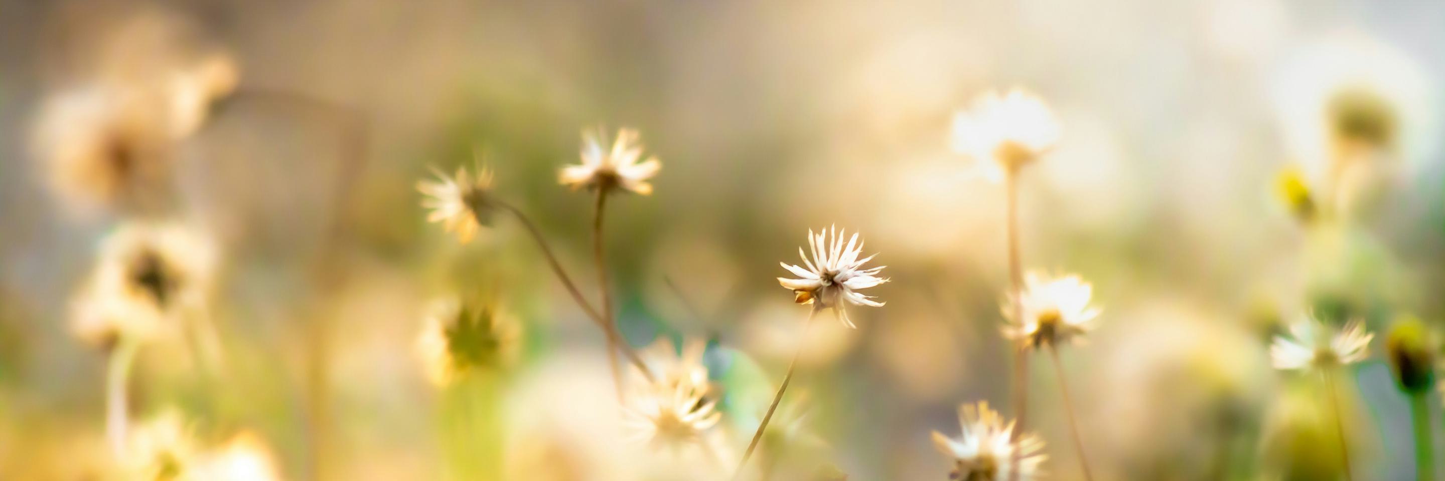 Leanna lewis e NQ6 Xus Yqmg unsplash