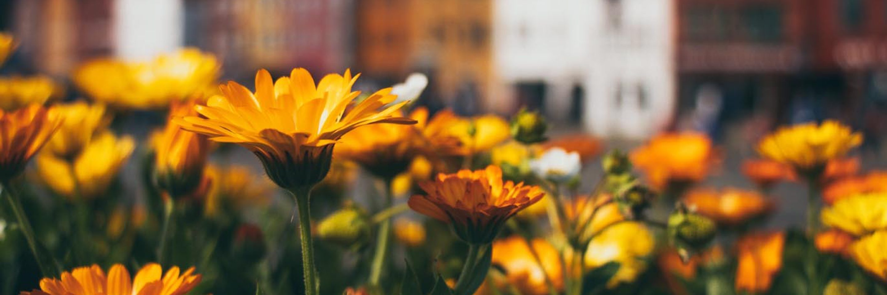 Pexels jeswin thomas 2910597