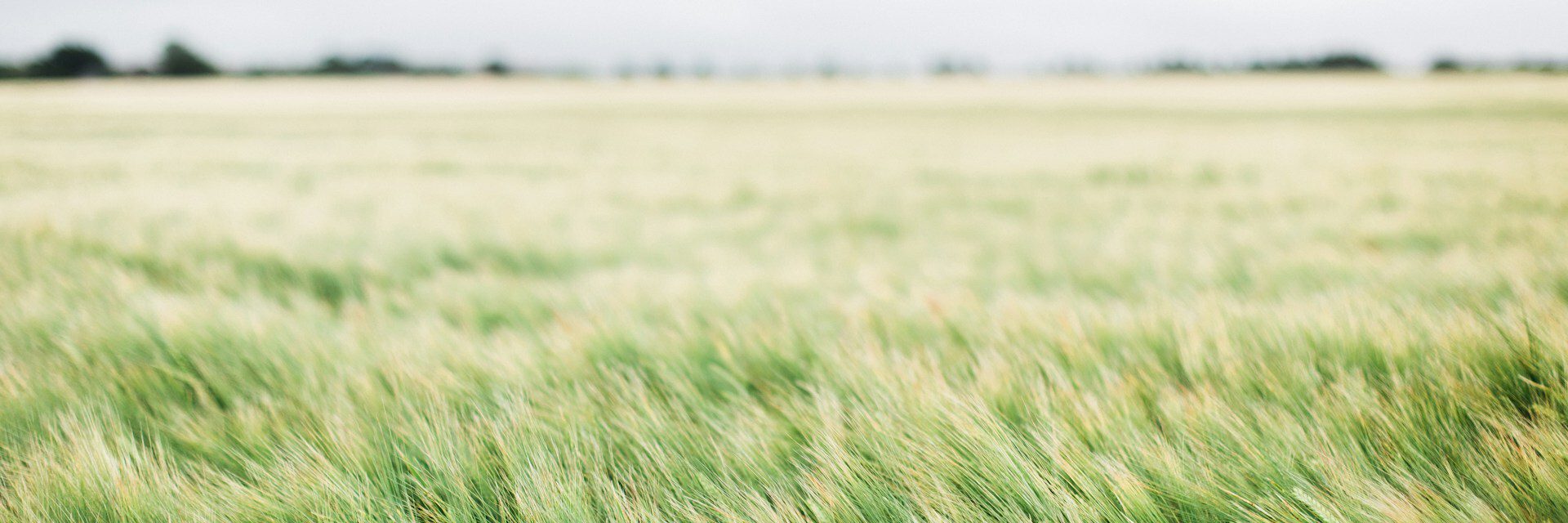 Bruno martins k1 UO1 M Gszs unsplash