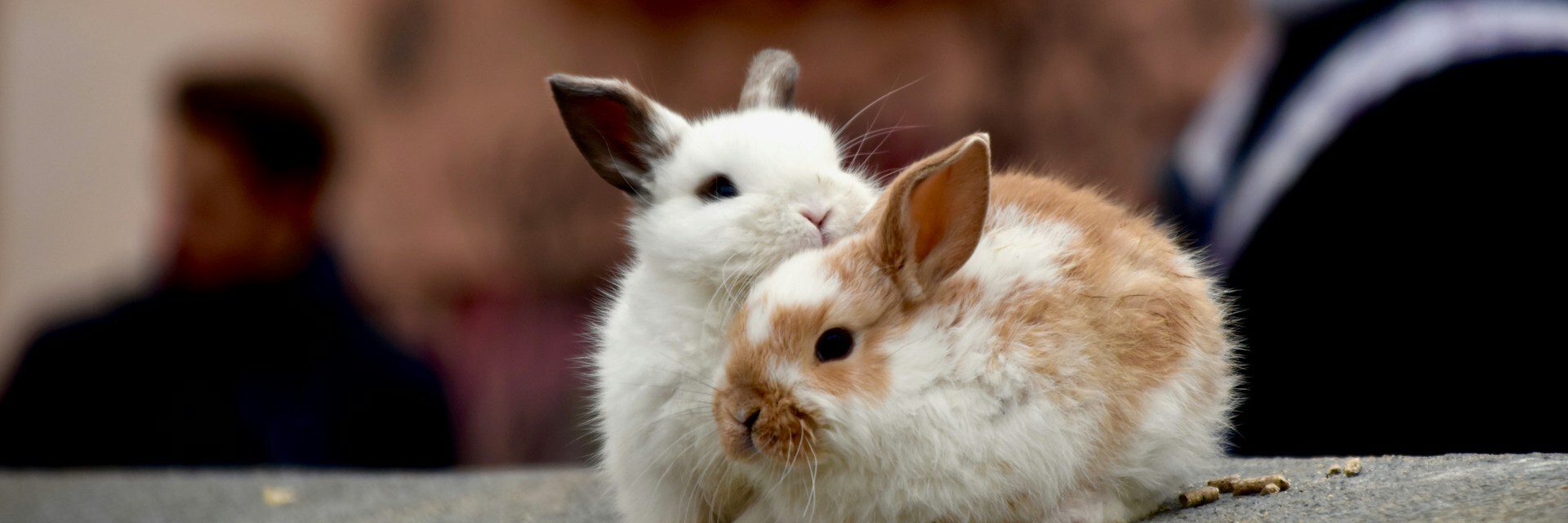 Bunnies