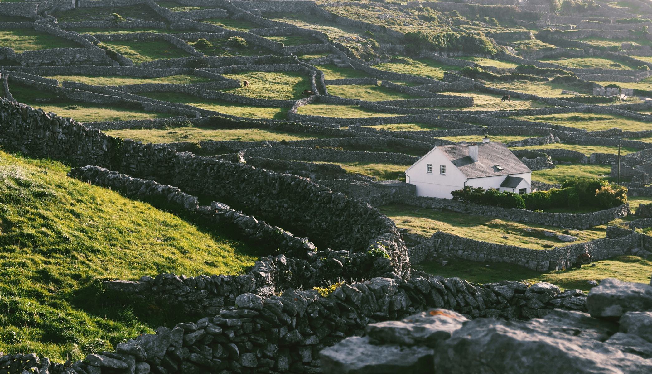 House and field