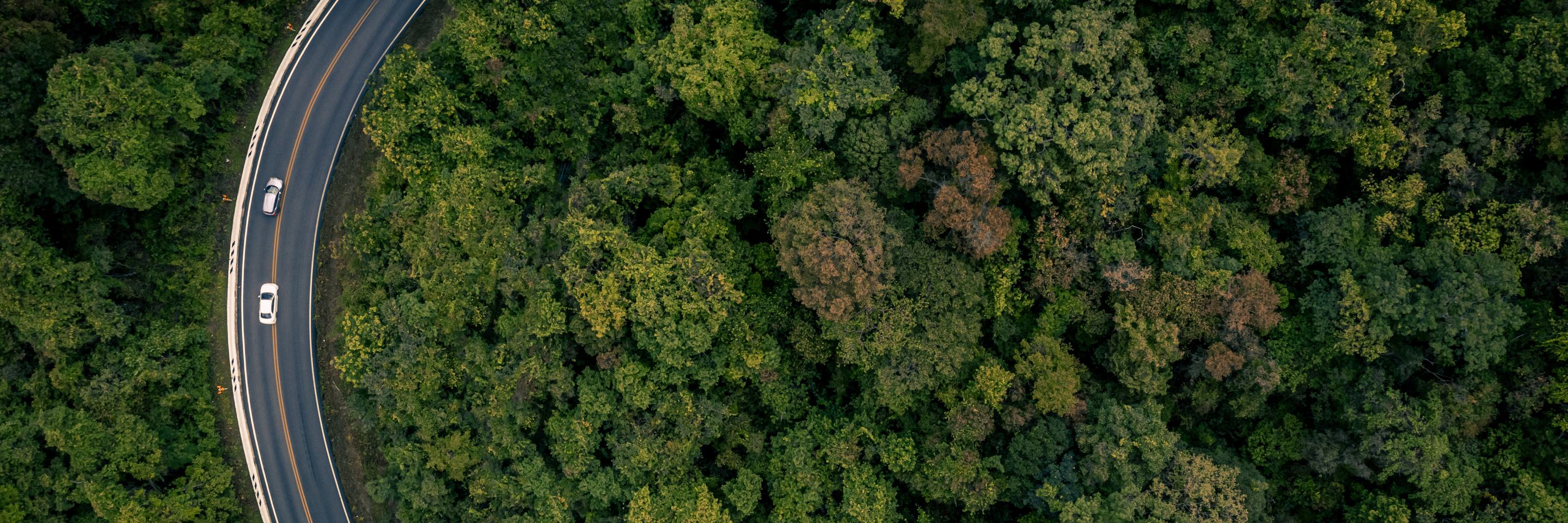 Trees and road