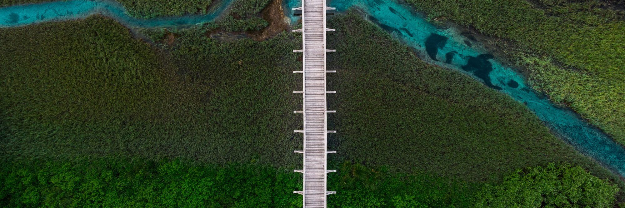 Bos met weg in het midden