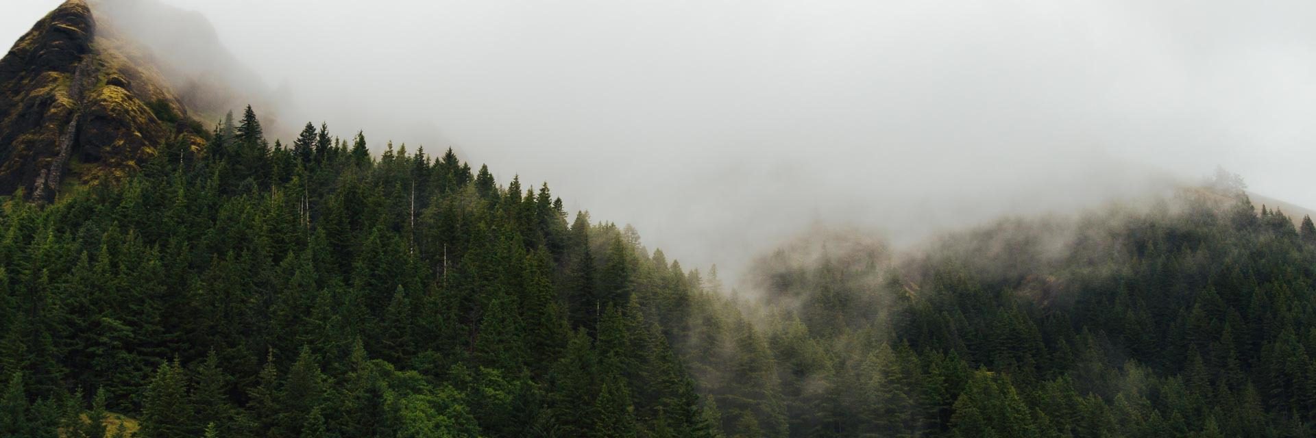 Foggy scenery forest with smoke coming out trees