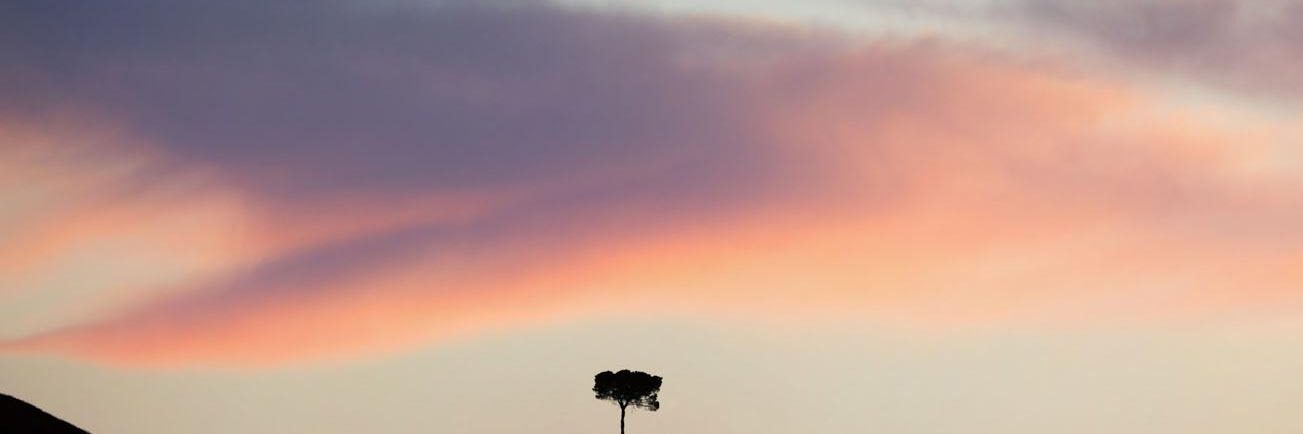 Silhouette of lonely tree in tuscany dramatic spr 2025 10 06 20 22 53 utc