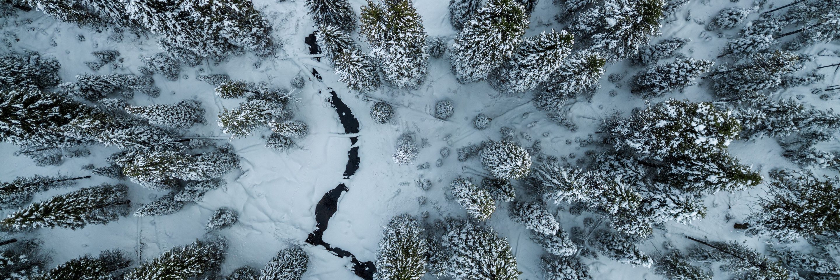 Aerial shot pine trees covered snow mini