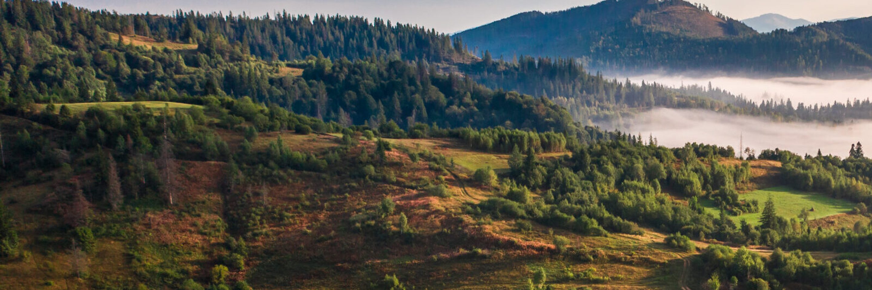 Aerial view colorful mixed forest shrouded morning fog beautiful autumn day 1 scaled e1744805089137