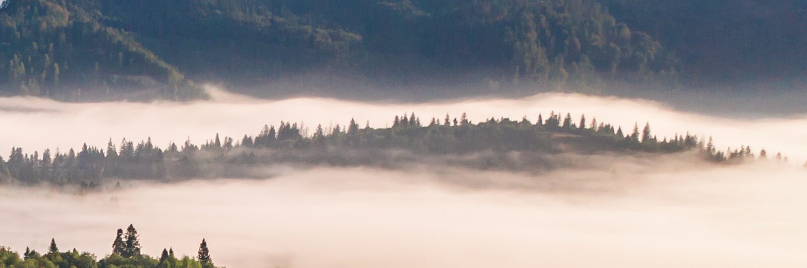Aerial view colorful mixed forest shrouded morning fog beautiful autumn day male
