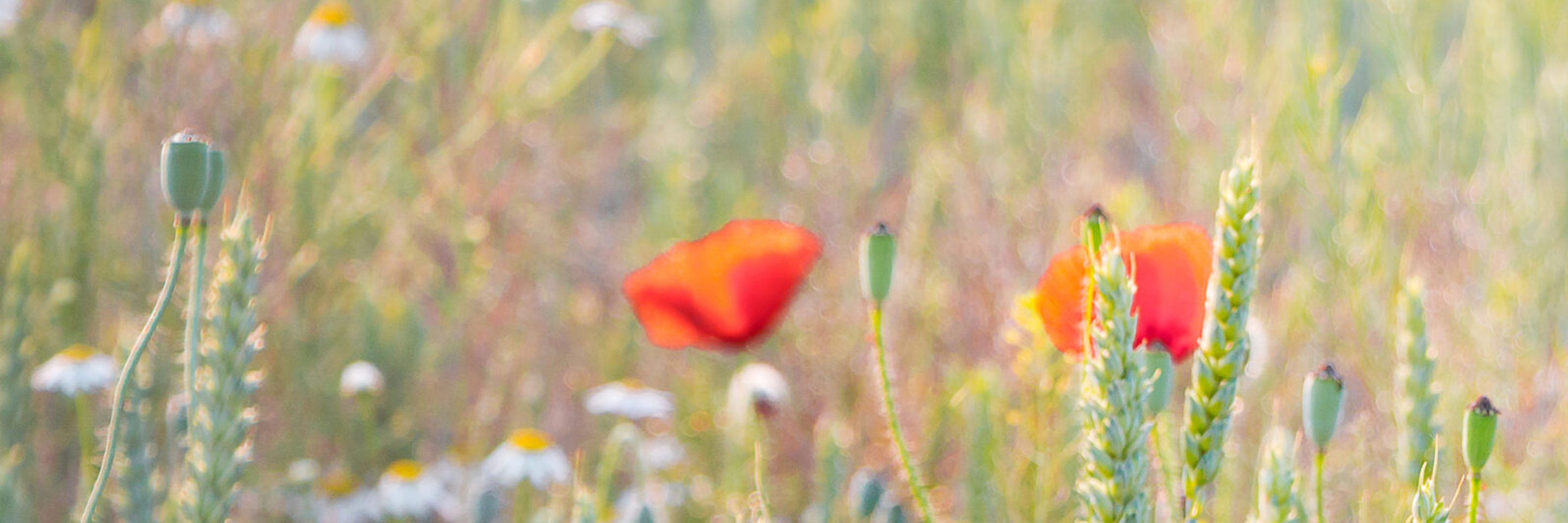 Red poppies wheat field sunny weather scaled e1753181027569