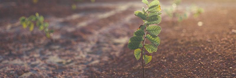 Shallow focus photo of green potted plant 800 x 533 px