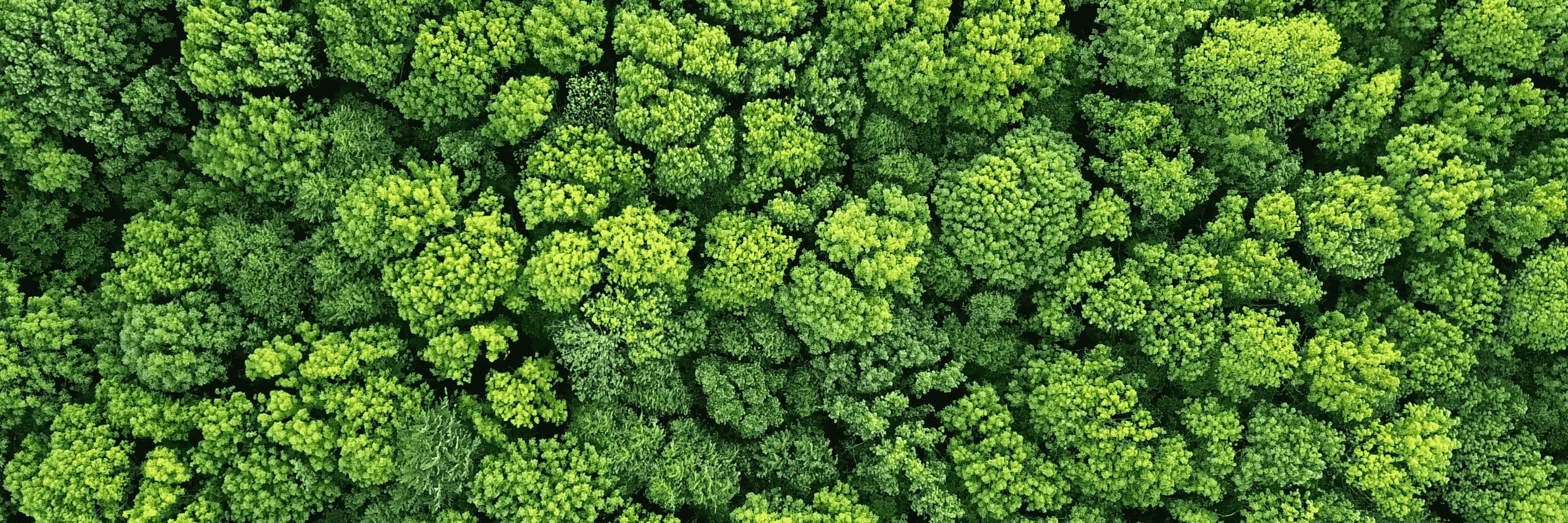 Tree nature eco friendly environment green jungle 1