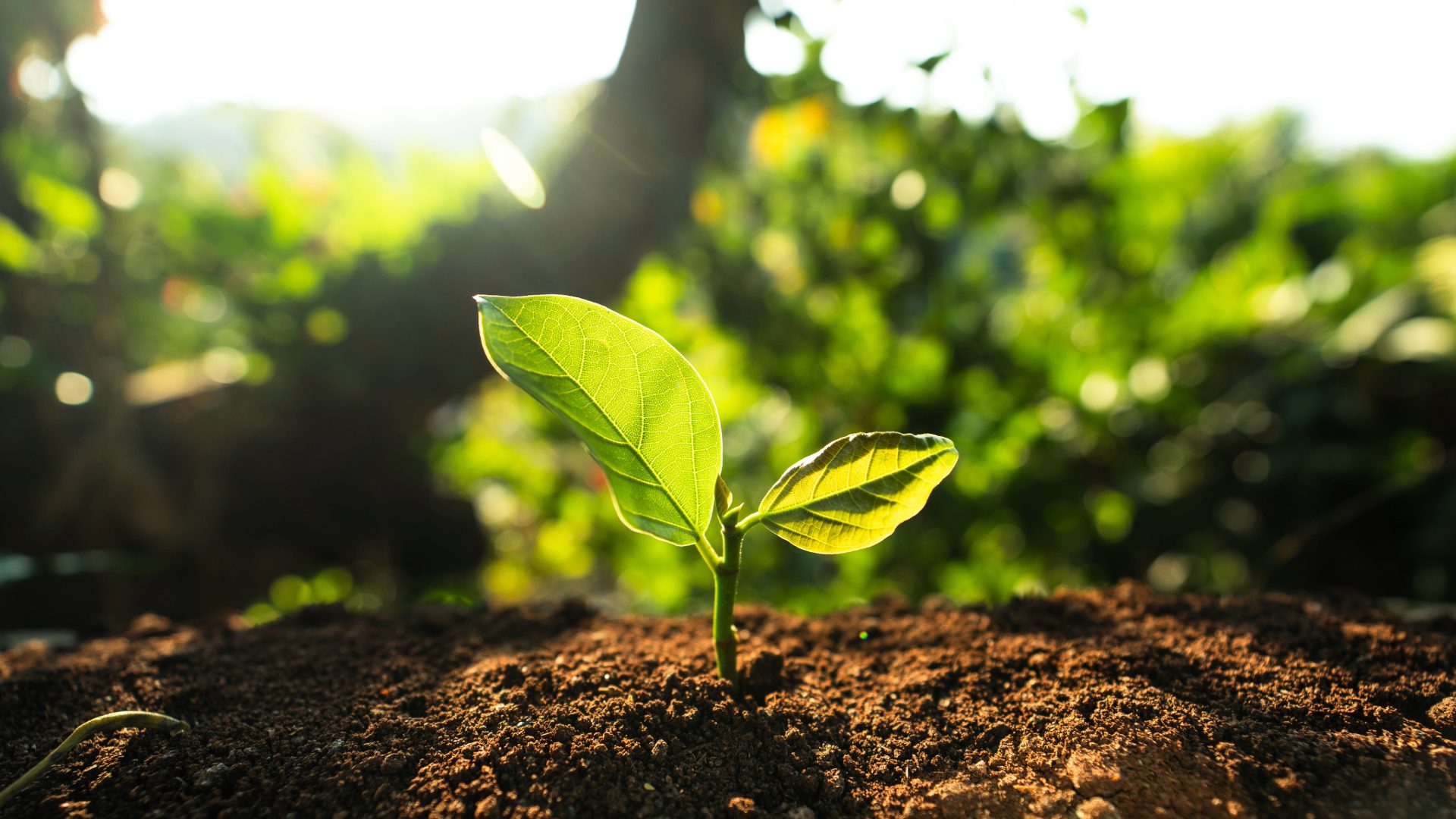 plant shoot growing green environment sustainable