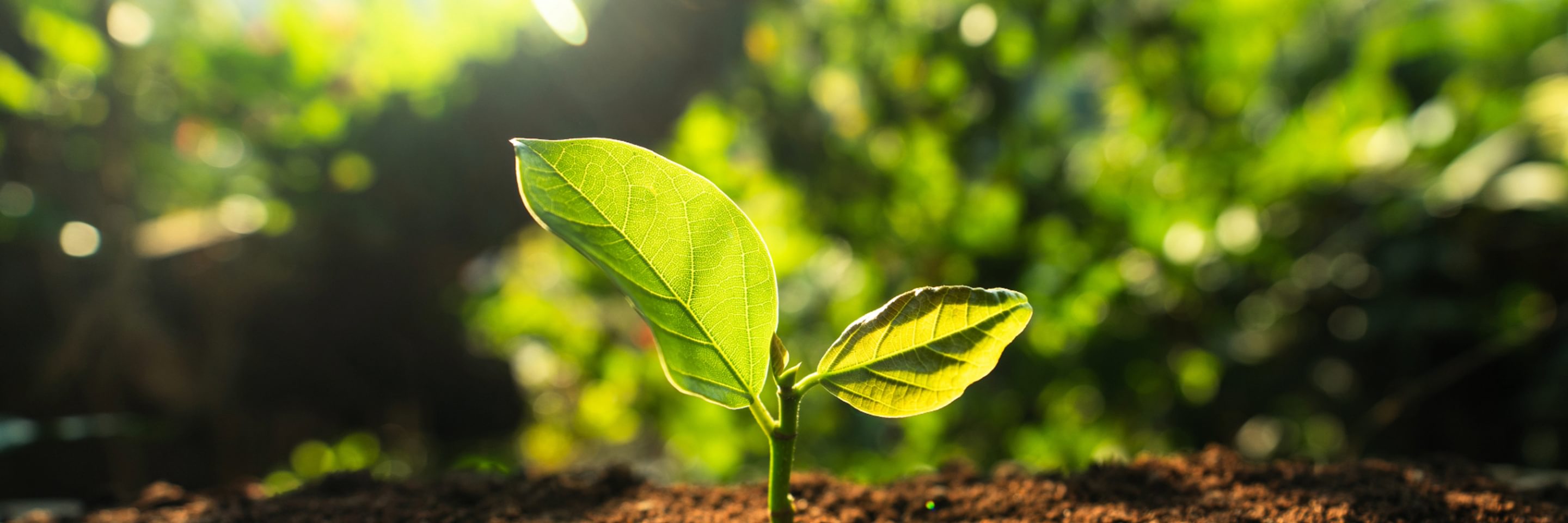 plant shoot growing green environment sustainable