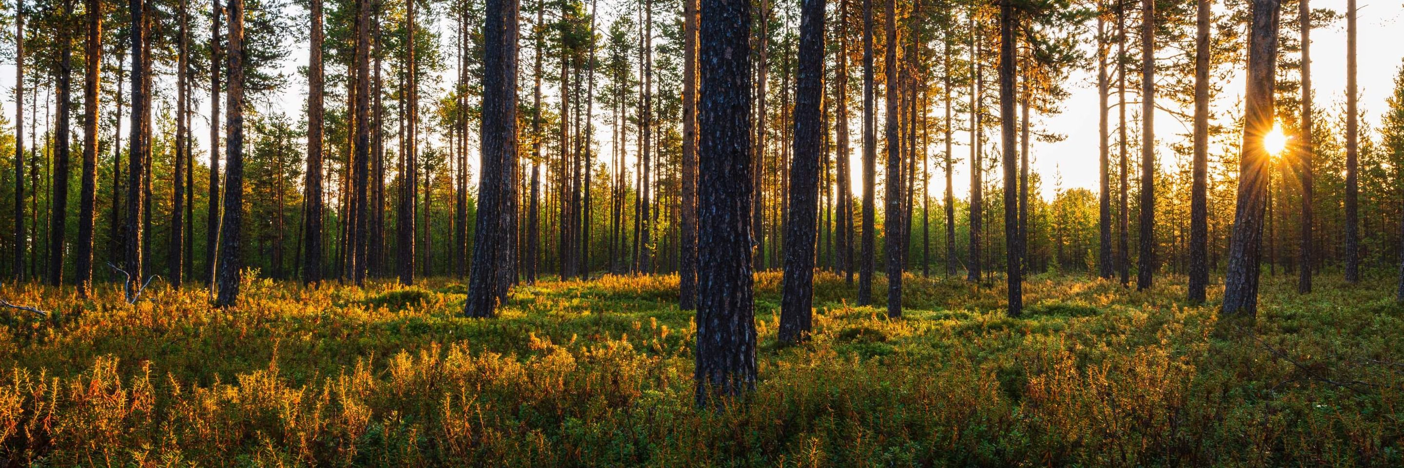 Adobe Stock 502404702