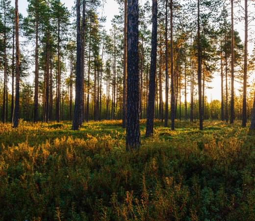 Adobe Stock 502404702