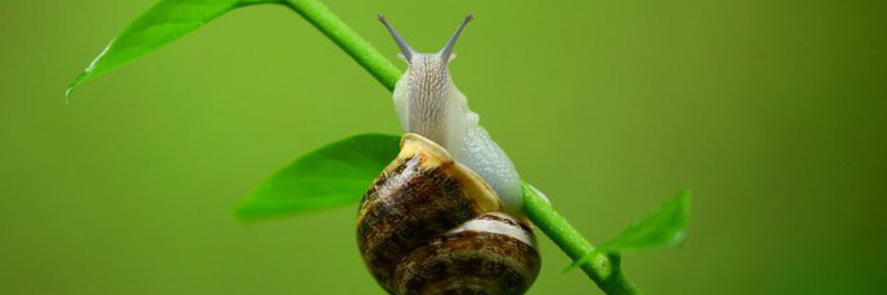2475