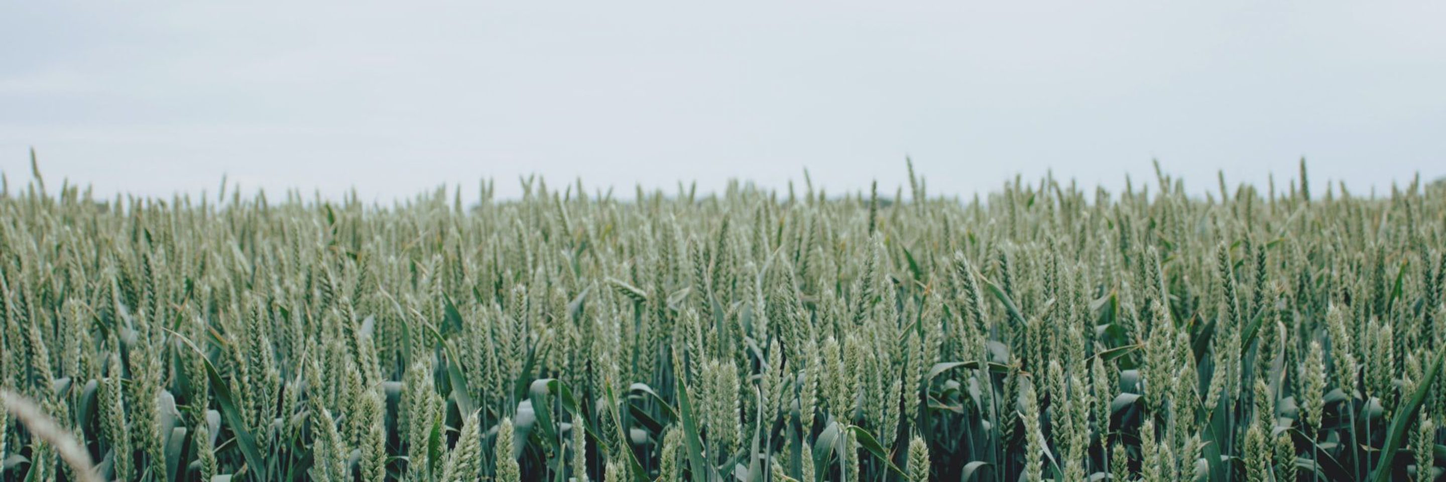 https://bti-global.transforms.svdcdn.com/production/shared-image-library/industry-collections/agriculture-and-rural/05_AR.jpg?w=2880&h=960&q=75&auto=format&fit=crop&dm=1760502950&s=36b4bbda4538ad99a10931afd71cce44