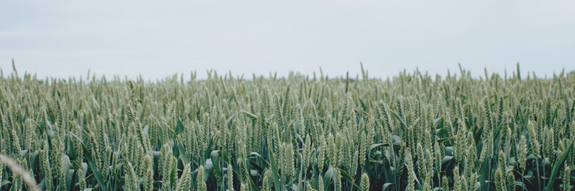 https://bti-global.transforms.svdcdn.com/production/shared-image-library/industry-collections/agriculture-and-rural/05_AR.jpg?w=2880&h=960&q=75&auto=format&fit=min&dm=1788667553&s=b70a92473ccdd0d7ae107fb8a46a270b